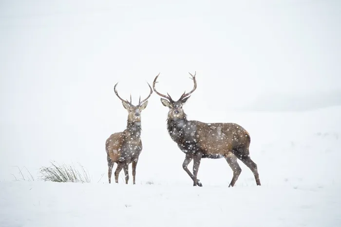 Framed Print : Red deer, (Cervus elaphus), two stags in falling snow on moorland, Scotland, UK.February Framed Print : Red deer, (Cervus elaphus), two stags in falling snow on moorland, Scotland, UK.February