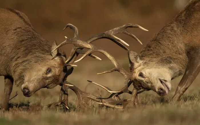 Framed Print : Two Red deer (Cervus elaphus) stags fighting, head to head, Bradgate Park, Leicestershire, UK. October Framed Print : Two Red deer (Cervus elaphus) stags fighting, head to head, Bradgate Park, Leicestershire, UK. October