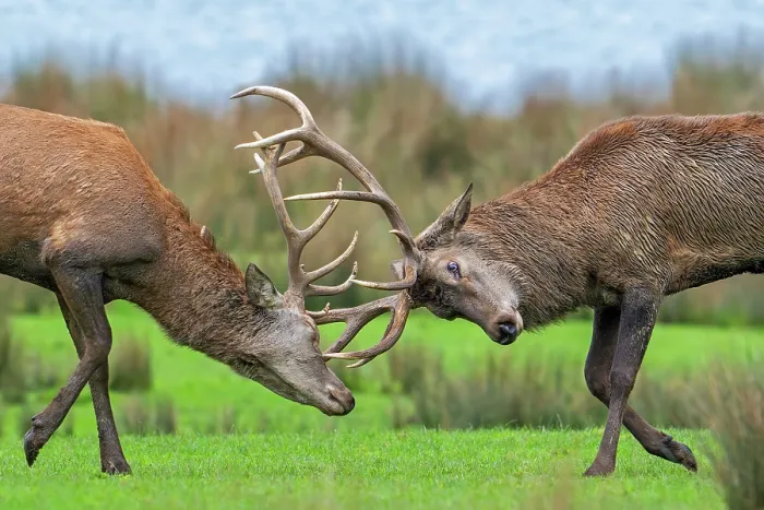 Framed Print : Two Red deer (Cervus elaphus) stags fighting by locking antlers during fierce mating battle in grassland during the autumn rut, Parc Animalier de Sainte-Croix, France. October Framed Print : Two Red deer (Cervus elaphus) stags fighting by locking antlers during fierce mating battle in grassland during the autumn rut, Parc Animalier de Sainte-Croix, France. October