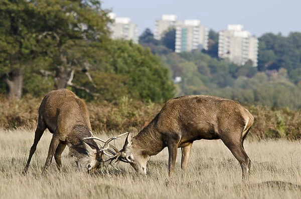 Red deer (Cervus elaphus) stags fighting during rut, with blocks of flats in the background