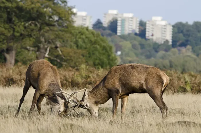 Framed Print : Red deer (Cervus elaphus) stags fighting during rut, with blocks of flats in the background Framed Print : Red deer (Cervus elaphus) stags fighting during rut, with blocks of flats in the background