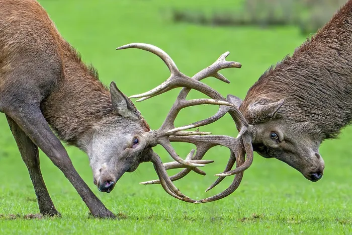 Framed Print : Two Red deer (Cervus elaphus) stags fighting during the rut in autumn, Parc Animalier de Sainte-Croix, France. October. Captive