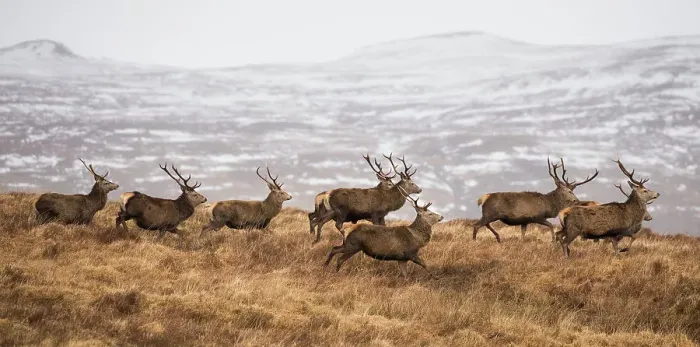 Framed Print : Red deer (Cervus elaphus) stags running in herd across moorland, February Framed Print : Red deer (Cervus elaphus) stags running in herd across moorland, February