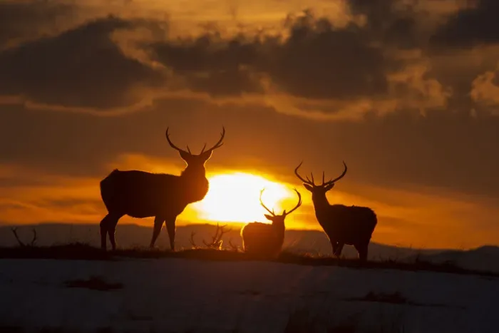Framed Print : Red deer, (Cervus elaphus), stags silhouetted at sunset in winter, Scotland, UK. February Framed Print : Red deer, (Cervus elaphus), stags silhouetted at sunset in winter, Scotland, UK. February