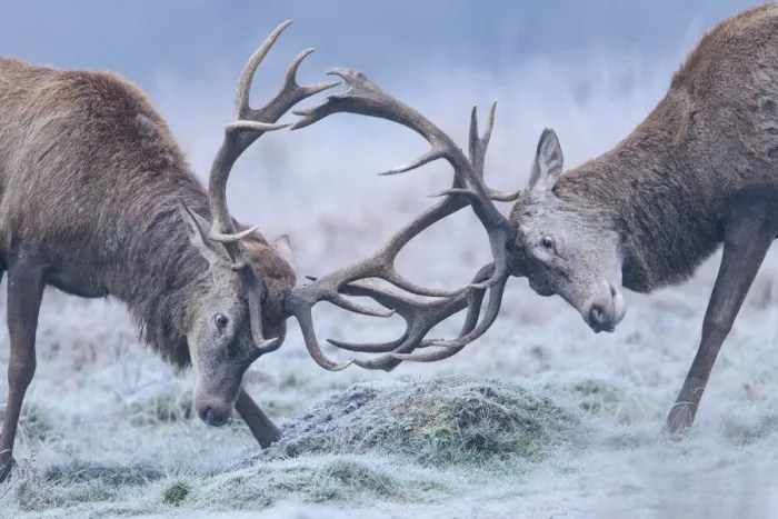 Framed Print : Red deer (Cervus elaphus) stags sparring in the frost. Richmond Park, London, England, UK Framed Print : Red deer (Cervus elaphus) stags sparring in the frost. Richmond Park, London, England, UK
