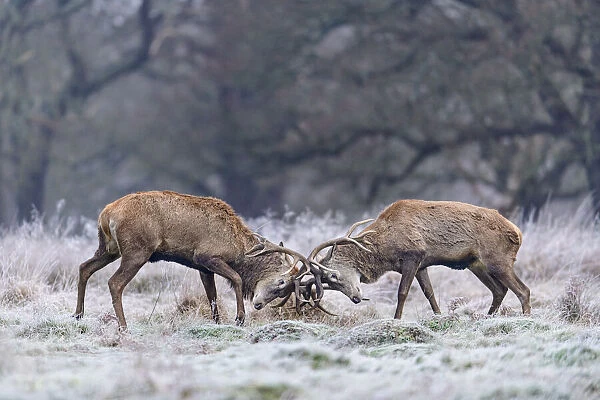 Red deer (Cervus elaphus) stags sparring in the frost. Richmond Park, London, England, UK