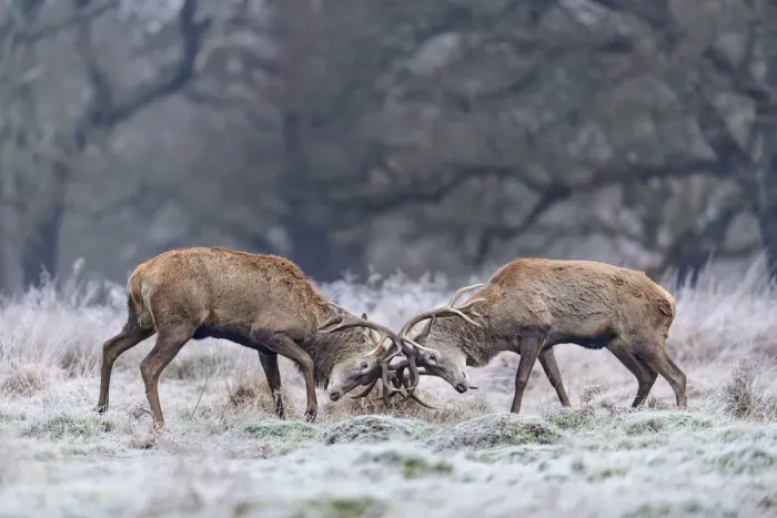 Framed Print : Red deer (Cervus elaphus) stags sparring in the frost. Richmond Park, London, England, UK Framed Print : Red deer (Cervus elaphus) stags sparring in the frost. Richmond Park, London, England, UK