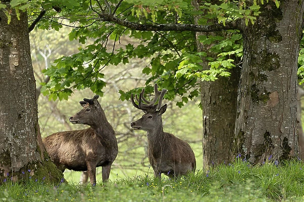 Two Red deer (Cervus elaphus) standing alert under a tree in woodland. The last surviving indigenous herd of Red deer in Republic of Ireland has been present in Killarney Valley since neolithic times, Killarney National Park, County Kerry