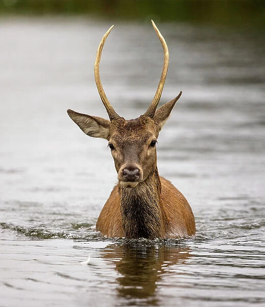 Red deer (Cervus elaphus), young male, swimming through water. Bushy Park, London, UK. September