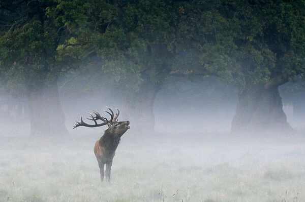 Red deer stag {Cervus elaphus} calling in the mist, Dyrehaven, Denmark
