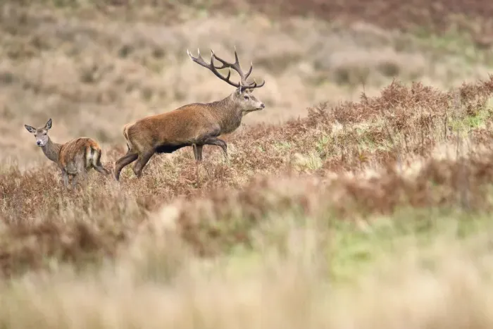 Framed Print : Red deer stag (Cervus elaphus) with female during rut, Exmoor National Park, Somerset / Devon, England. November Framed Print : Red deer stag (Cervus elaphus) with female during rut, Exmoor National Park, Somerset / Devon, England. November