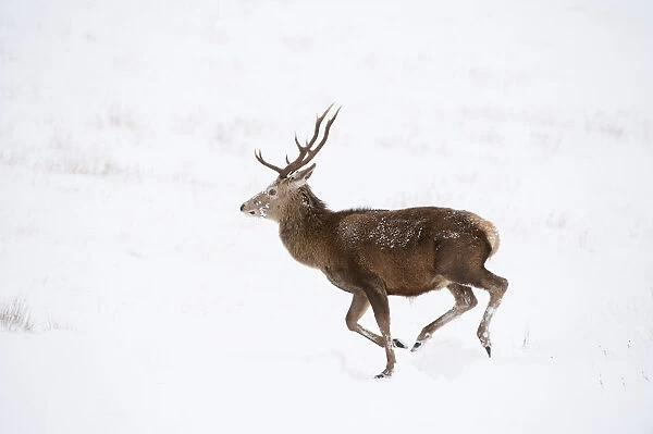 Red deer stag (Cervus elaphus) on open moorland, running in snow, Cairngorms NP, Scotland