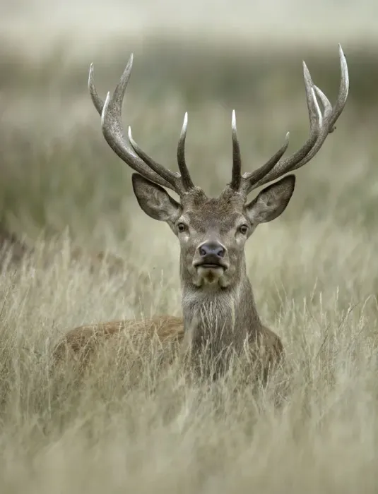 Framed Print : Red deer stag (Cervus elaphus) portrait lying in long grass, Richmond Park, London Framed Print : Red deer stag (Cervus elaphus) portrait lying in long grass, Richmond Park, London