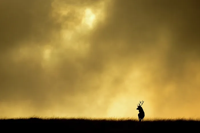Framed Print : Red deer stag (Cervus elaphus) silhouetted against sky at dusk, Cheshire, October 2014 Framed Print : Red deer stag (Cervus elaphus) silhouetted against sky at dusk, Cheshire, October 2014