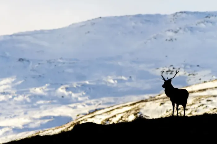 Framed Print : Red deer stag (Cervus elaphus) silhouetted against a snow covered mountain Framed Print : Red deer stag (Cervus elaphus) silhouetted against a snow covered mountain
