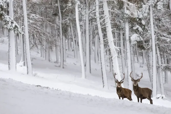Framed Print : Red Deer stag (Cervus elaphus) in snow-covered pine forest, Cairngorms National Park, Scotland, UK Framed Print : Red Deer stag (Cervus elaphus) in snow-covered pine forest, Cairngorms National Park, Scotland, UK