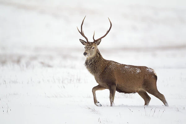 Red deer stag (Cervus elaphus) walking across open moorland in snow, Cairngorms NP