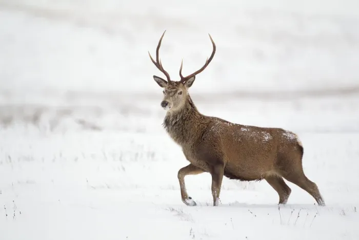 Framed Print : Red deer stag (Cervus elaphus) walking across open moorland in snow, Cairngorms NP Framed Print : Red deer stag (Cervus elaphus) walking across open moorland in snow, Cairngorms NP