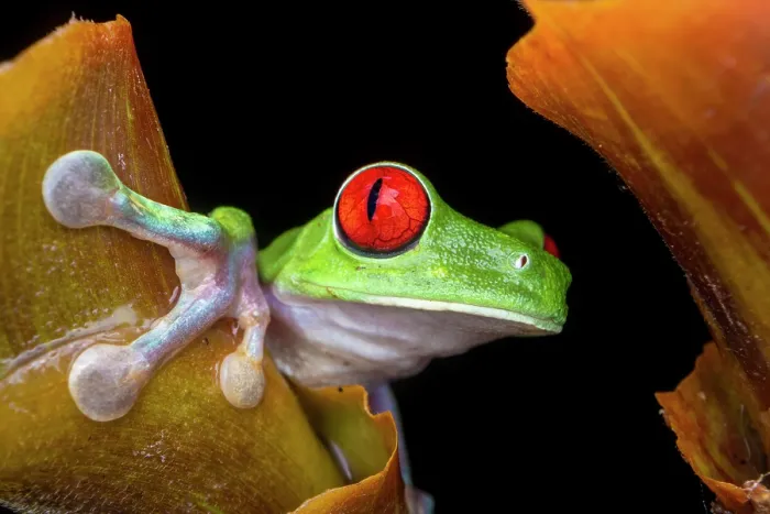 Framed Print : Red-eyed leaf frog (Agalychnis callidryas) peering over the edge of a ginger plant at night, lowland primary rainforest, Costa Rica Framed Print : Red-eyed leaf frog (Agalychnis callidryas) peering over the edge of a ginger plant at night, lowland primary rainforest, Costa Rica