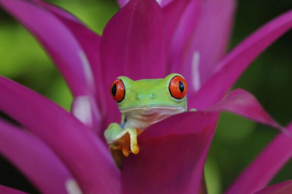 Red-eyed tree frog {Agalychnis callidryas} resting in Bromeliad flower, Nicaragua, June
