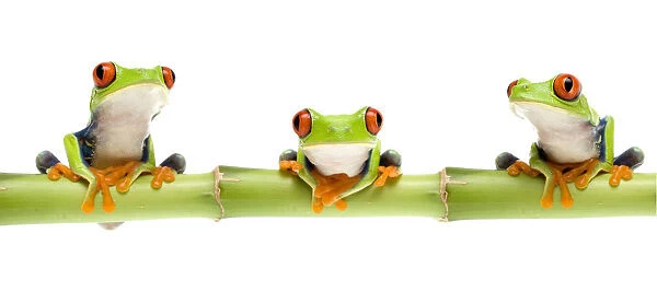 Red eyed tree frog (Agalychnis callidryas) sitting on bamboo, digital composite Captive