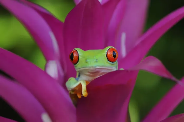 Framed Print : Red-eyed tree frog {Agalychnis callidryas} resting in Bromeliad flower, Nicaragua, June Framed Print : Red-eyed tree frog {Agalychnis callidryas} resting in Bromeliad flower, Nicaragua, June