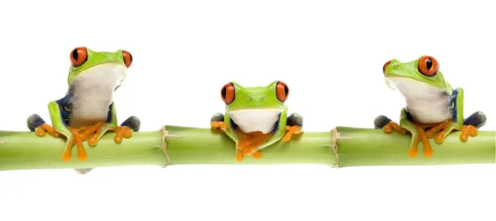 Framed Print : Red eyed tree frog (Agalychnis callidryas) sitting on bamboo, digital composite Captive Framed Print : Red eyed tree frog (Agalychnis callidryas) sitting on bamboo, digital composite Captive