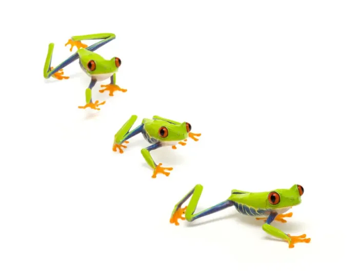 Framed Print : Red eyed tree frog (Agalychnis callidryas) walking, digital composite Captive