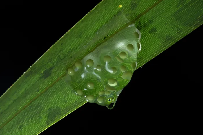Framed Print : Red-eyed tree frog (Agalychnis taylori) frogspawn on underside of leaf, aged one day, Yucatan Peninsula, Mexico Framed Print : Red-eyed tree frog (Agalychnis taylori) frogspawn on underside of leaf, aged one day, Yucatan Peninsula, Mexico