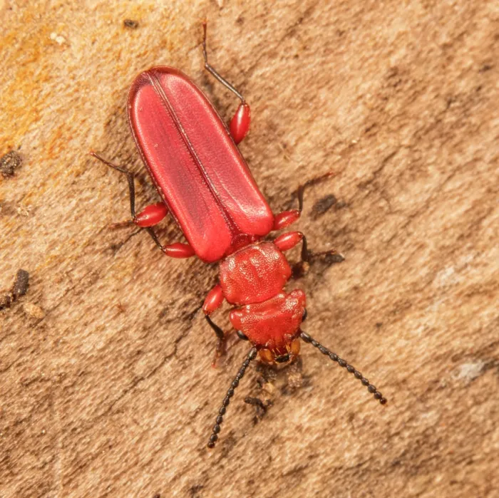Framed Print : Red flat bark beetle (Cucujus clavipes) portrait, Montgomery County, Pennsylvania, USA. October