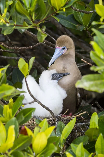 Red-footed booby (Sula sula), adult and chick at nest. Genovesa Island, Galapagos