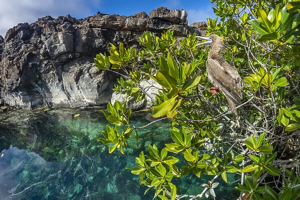 Red-footed booby (Sula sula), brown morph, Genovesa Island, Galapagos Islands