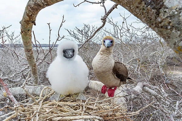 Red-footed booby (Sula sula) chick and parent perched on branch near nest, Genovesa Island, Galapagos Islands, Ecuador