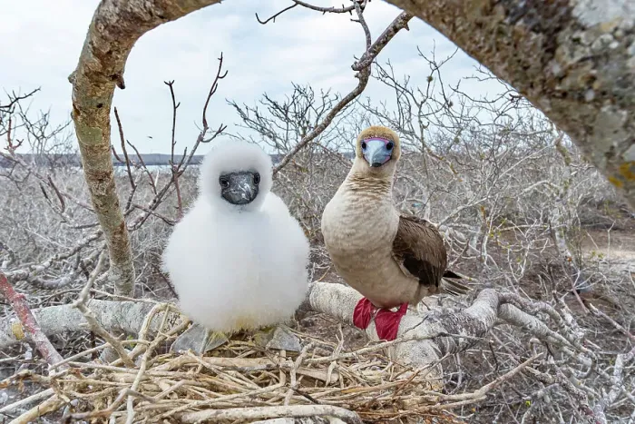 Framed Print : Red-footed booby (Sula sula) chick and parent perched on branch near nest, Genovesa Island, Galapagos Islands, Ecuador