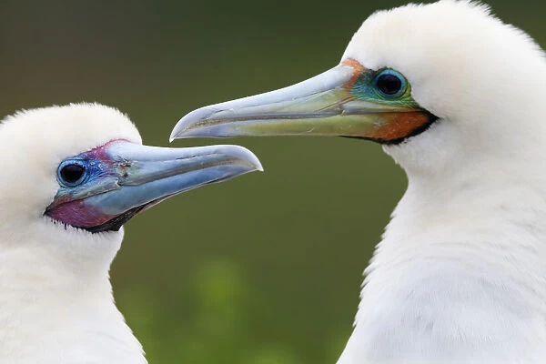 Red Footed Booby (Sula sula) couple, Clarion Island, Revillagigedo Archipelago Biosphere