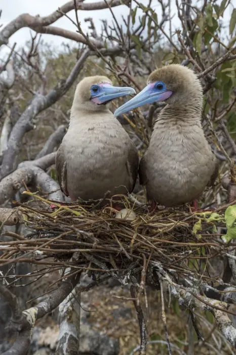 Framed Print : Red-footed booby (Sula sula), pair looking at one another on nest in tree. Egg is nest Framed Print : Red-footed booby (Sula sula), pair looking at one another on nest in tree. Egg is nest