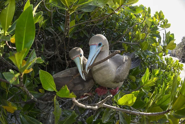 Red-footed booby (Sula sula), pair nest building in tree. Darwin Bay, Genovesa Island, Galapagos