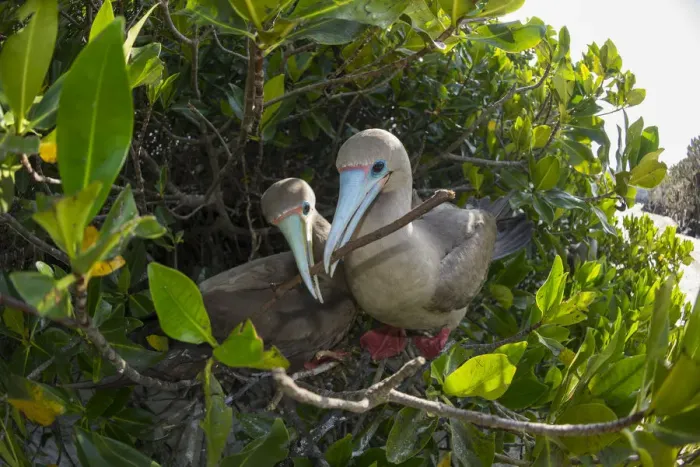 Framed Print : Red-footed booby (Sula sula), pair nest building in tree. Darwin Bay, Genovesa Island, Galapagos Framed Print : Red-footed booby (Sula sula), pair nest building in tree. Darwin Bay, Genovesa Island, Galapagos