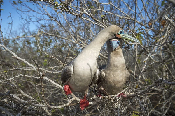 Red-footed booby (Sula sula), pair perched in tree. Genovesa Island, Galapagos