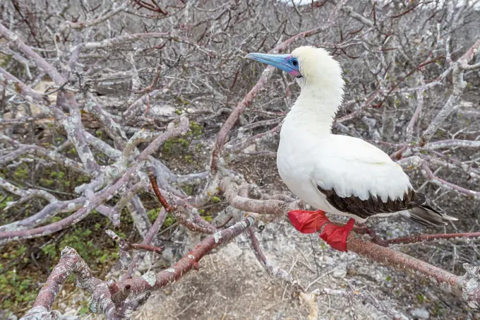 Framed Print : Red-footed booby (Sula sula) perched on branch, Genovesa Island, Galapagos Islands, Ecuador Framed Print : Red-footed booby (Sula sula) perched on branch, Genovesa Island, Galapagos Islands, Ecuador