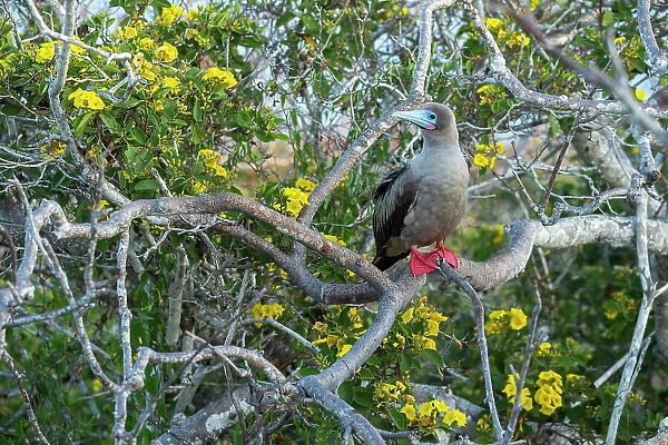 Red-footed booby (Sula sula) perched on Palo santo tree (Bursera graveolens), with flowering Yellow cordia (Cordia lutea) in background. Galapagos Islands, Ecuador