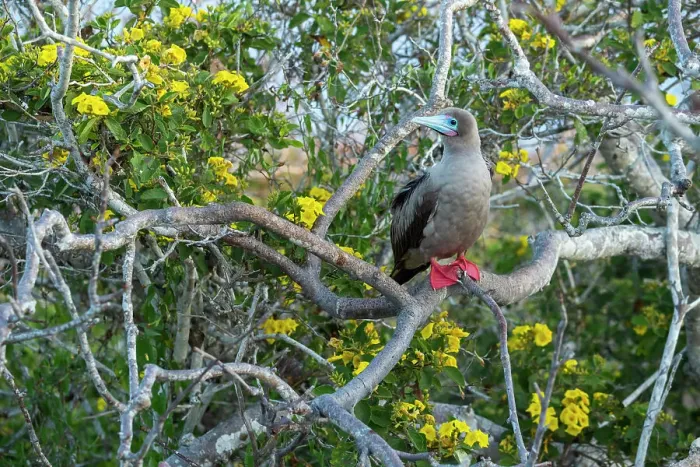 Framed Print : Red-footed booby (Sula sula) perched on Palo santo tree (Bursera graveolens), with flowering Yellow cordia (Cordia lutea) in background. Galapagos Islands, Ecuador Framed Print : Red-footed booby (Sula sula) perched on Palo santo tree (Bursera graveolens), with flowering Yellow cordia (Cordia lutea) in background. Galapagos Islands, Ecuador
