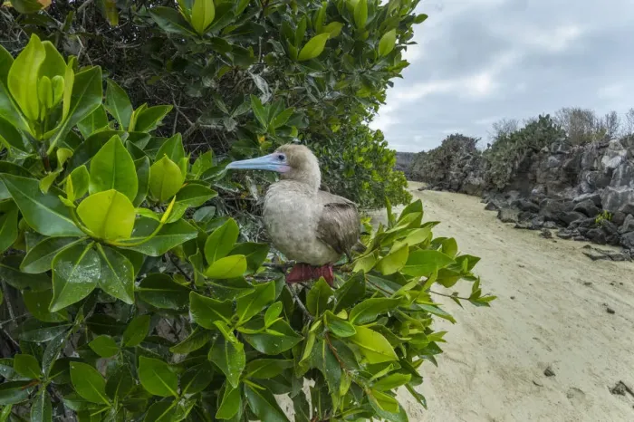 Framed Print : Red-footed booby (Sula sula) perched in tree. Genovesa Island, Galapagos Framed Print : Red-footed booby (Sula sula) perched in tree. Genovesa Island, Galapagos