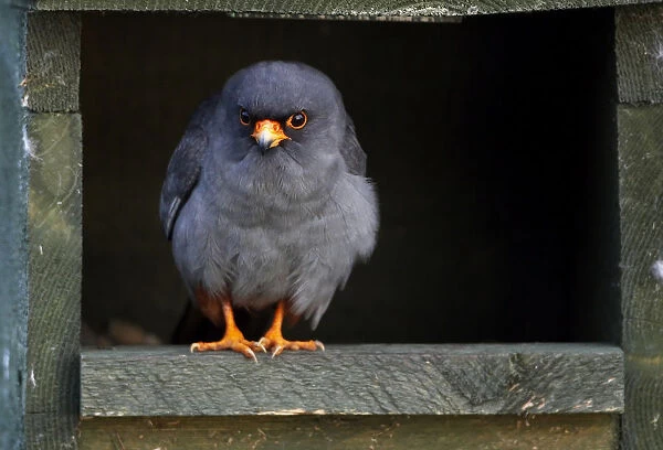 Red-footed falcon (Falco vespertinus) male at nesting box in Hortobagy NP, Hungary