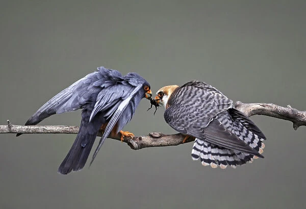Red-footed Falcon (Falco vespertinus) rear view of male (left) passing prey to female