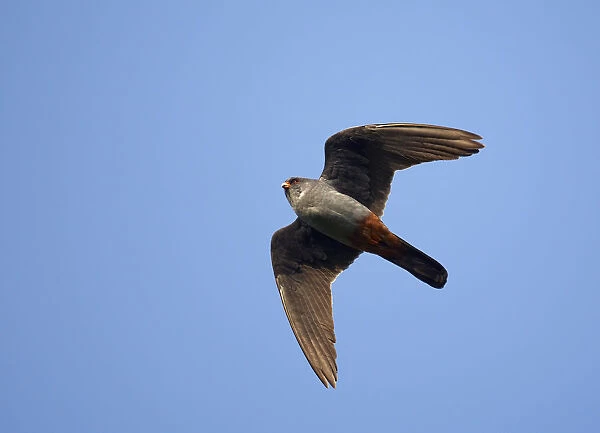 Red-footed Falcon (Falco vespertinus) low angle shot of male in flight, Hortobagy NP