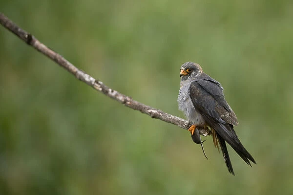 Red footed falcon (Falco vespertinus) perched on branch with a mouse in its claws