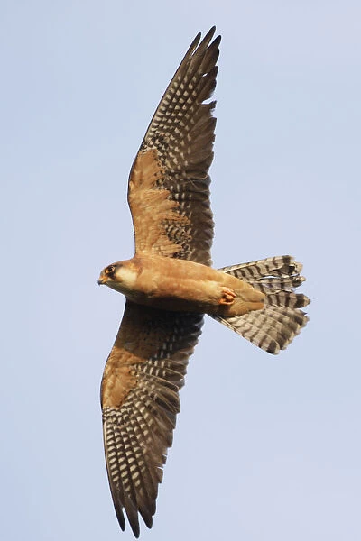 Red footed falcon (Falco vespertinus) in flight, Danube Delta, Romania, May 2009
