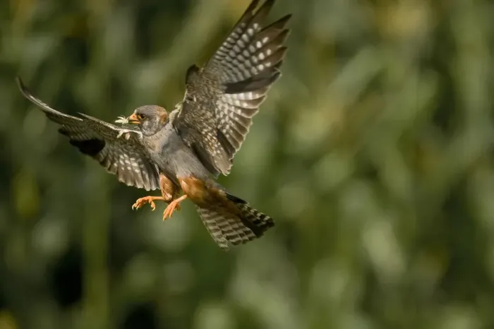 Framed Print : Red footed falcon (Falco vespertinus) in flight carrying insect prey for young, Hortobagy