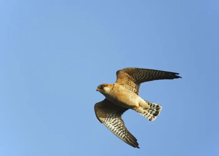 Framed Print : Red-footed Falcon (Falco vespertinus) low angle shot of female in flight, Hortobagy NP Framed Print : Red-footed Falcon (Falco vespertinus) low angle shot of female in flight, Hortobagy NP
